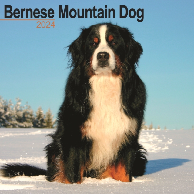 Bernese Mountain Dog Calendar 2024  Square Dog Breed Wall Calendar - 16 Month