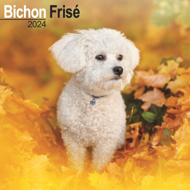 Bichon Frise Calendar 2024  Square Dog Breed Wall Calendar - 16 Month