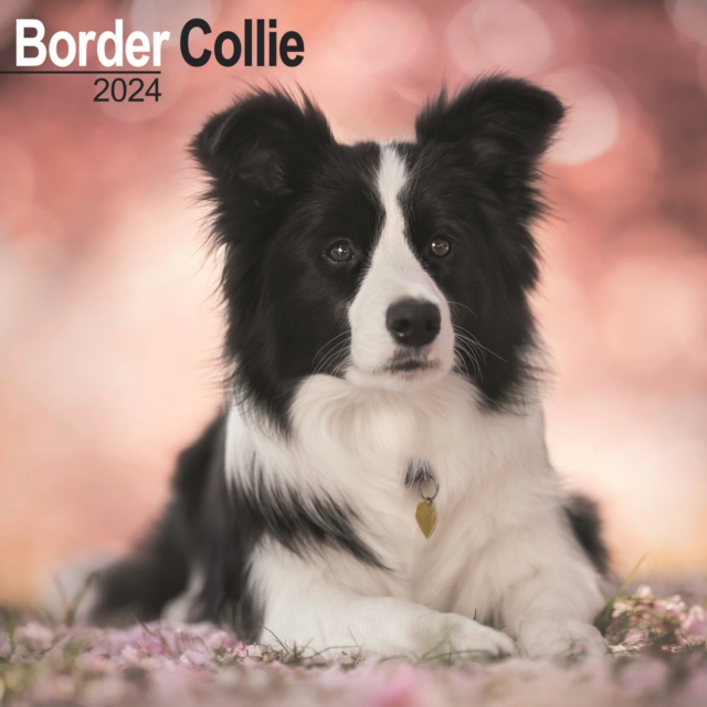 Border Collie Calendar 2024  Square Dog Breed Wall Calendar - 16 Month