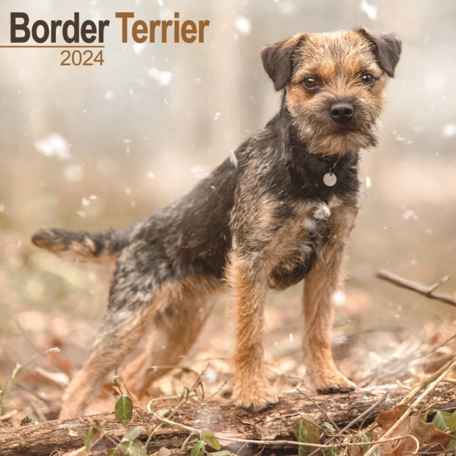 Border Terrier Calendar 2024  Square Dog Breed Wall Calendar - 16 Month