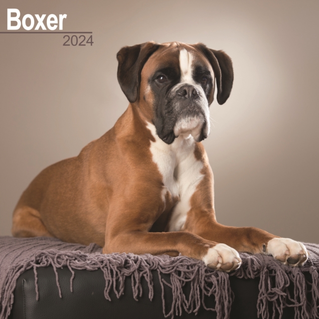 Boxer (Euro) Calendar 2024  Square Dog Breed Wall Calendar - 16 Month