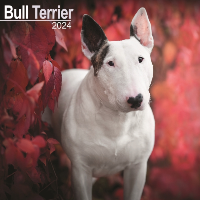 Bull Terrier Calendar 2024  Square Dog Breed Wall Calendar - 16 Month