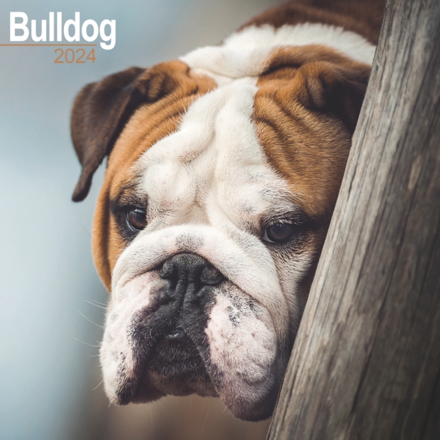 Bulldog Calendar 2024  Square Dog Breed Wall Calendar - 16 Month