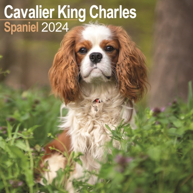 Cavalier King Charles Calendar 2024  Square Dog Breed Wall Calendar - 16 Month