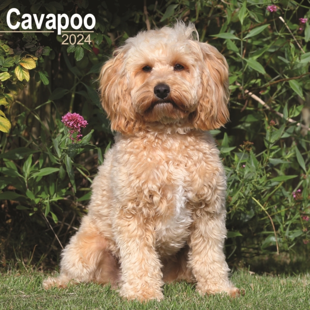 Cavapoo Square Wall Calendar 2024