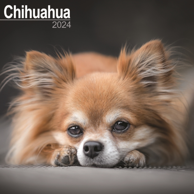 Chihuahua Calendar 2024  Square Dog Breed Wall Calendar - 16 Month