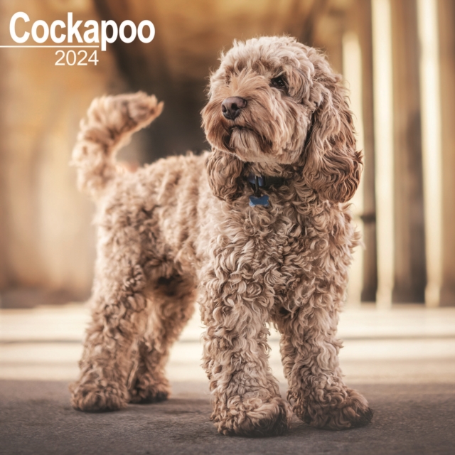 Cockapoo Square Wall Calendar 2024