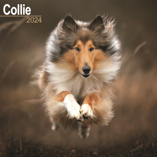 Collie Calendar 2024  Square Dog Breed Wall Calendar - 16 Month