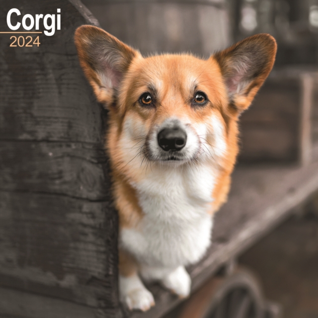 Corgi Calendar 2024  Square Dog Breed Wall Calendar - 16 Month