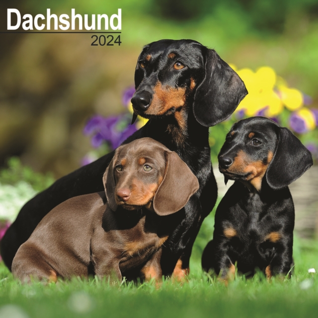 Dachshund Calendar 2024  Square Dog Breed Wall Calendar - 16 Month