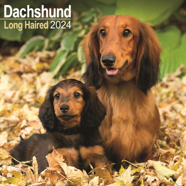 Longhaired Dachshund Calendar 2024  Square Dog Breed Wall Calendar - 16 Month