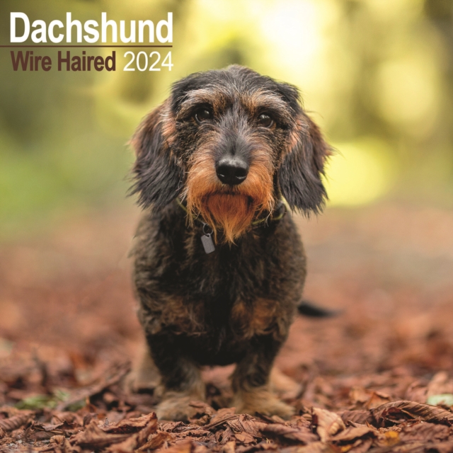 Wirehaired Dachshund Calendar 2024  Square Dog Breed Wall Calendar - 16 Month