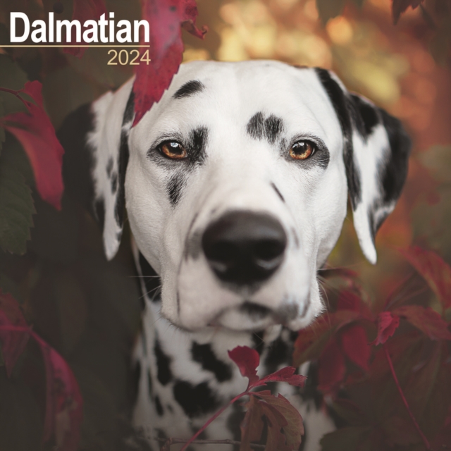 Dalmatian Calendar 2024  Square Dog Breed Wall Calendar - 16 Month