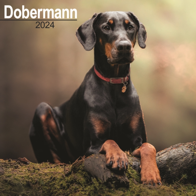 Dobermann (Euro) Calendar 2024  Square Dog Breed Wall Calendar - 16 Month