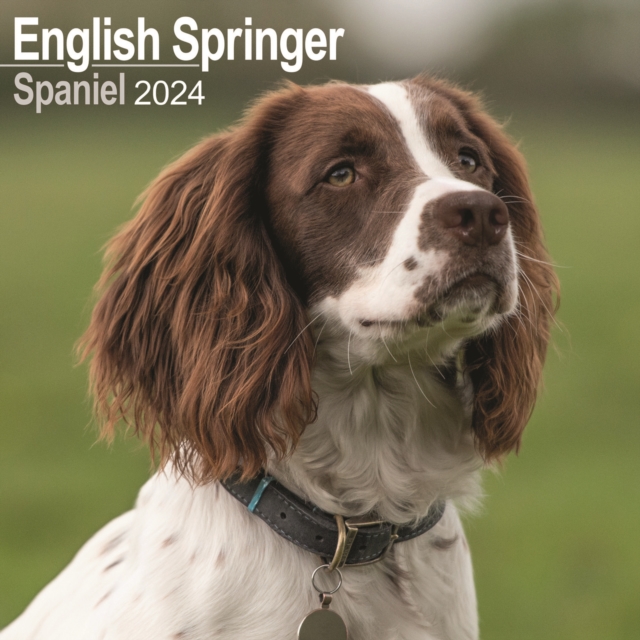 Eng Springer Spaniel (Euro) Calendar 2024  Square Dog Breed Wall Calendar - 16 Month