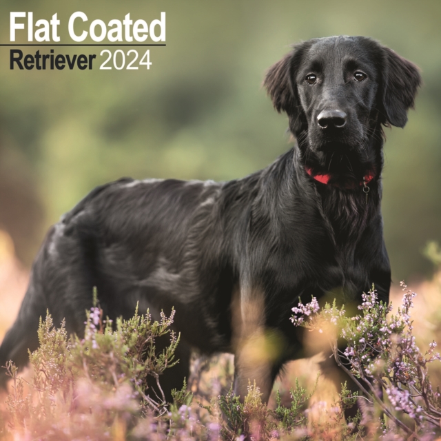 Flatcoated Retriever Calendar 2024  Square Dog Breed Wall Calendar - 16 Month