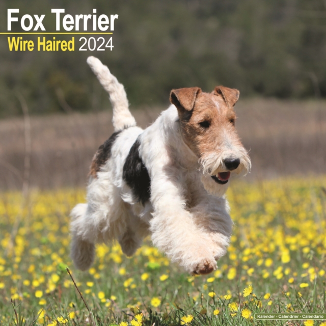 Wirehaired Fox Terrier Calendar 2024  Square Dog Breed Wall Calendar - 16 Month