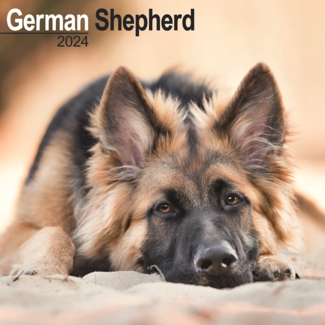 German Shepherd Calendar 2024  Square Dog Breed Wall Calendar - 16 Month