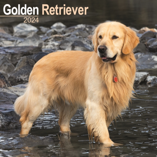 Golden Retriever Calendar 2024  Square Dog Breed Wall Calendar - 16 Month