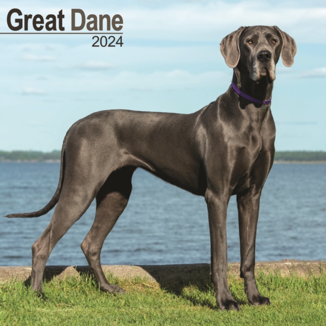 Great Dane (Euro) Calendar 2024  Square Dog Breed Wall Calendar - 16 Month