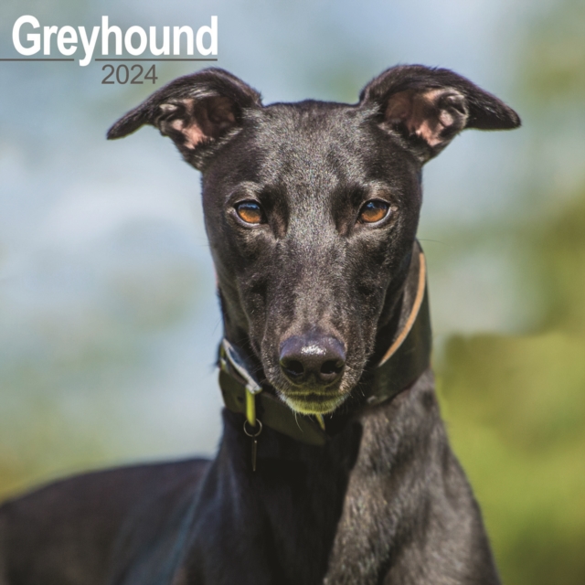 Greyhound Calendar 2024  Square Dog Breed Wall Calendar - 16 Month