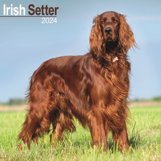 Irish Setter Calendar 2024  Square Dog Breed Wall Calendar - 16 Month