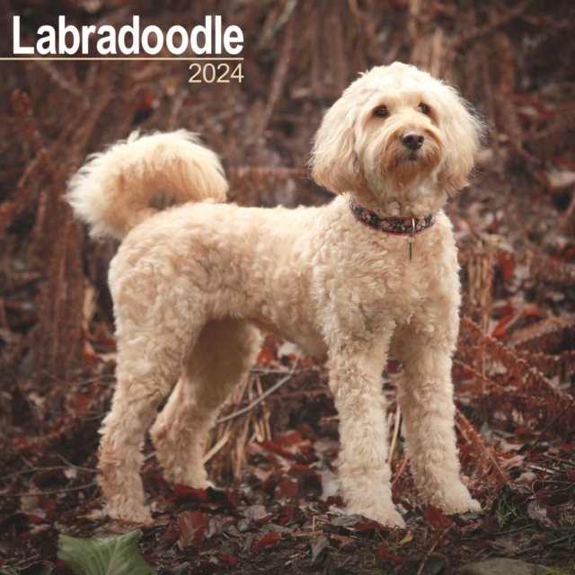 Labradoodle Calendar 2024  Square Dog Breed Wall Calendar - 16 Month