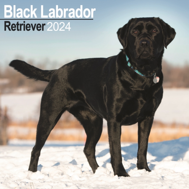 Black Labrador Retriever Calendar 2024  Square Dog Breed Wall Calendar - 16 Month