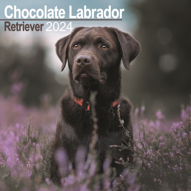 Chocolate Labrador Retriever Calendar 2024  Square Dog Breed Wall Calendar - 16 Month