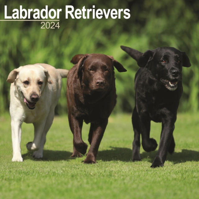 Labrador Ret (Mixed) Calendar 2024  Square Dog Breed Wall Calendar - 16 Month