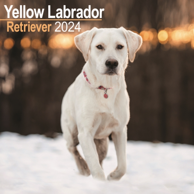 Labrador Ret (Yellow) Calendar 2024  Square Dog Breed Wall Calendar - 16 Month