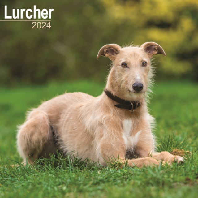 Lurcher  Calendar 2024  Square Dog Breed Wall Calendar - 16 Month