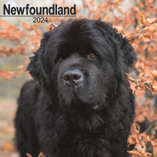 Newfoundland Calendar 2024  Square Dog Breed Wall Calendar - 16 Month