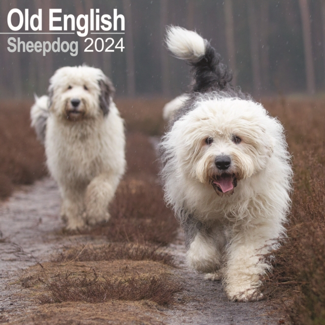 Old English Sheepdog Calendar 2024  Square Dog Breed Wall Calendar - 16 Month