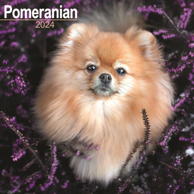 Pomeranian Calendar 2024  Square Dog Breed Wall Calendar - 16 Month