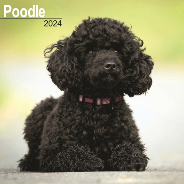 Poodle Calendar 2024  Square Dog Breed Wall Calendar - 16 Month