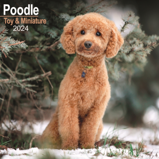 Poodle (Toy & Miniature) Calendar 2024  Square Dog Breed Wall Calendar - 16 Month