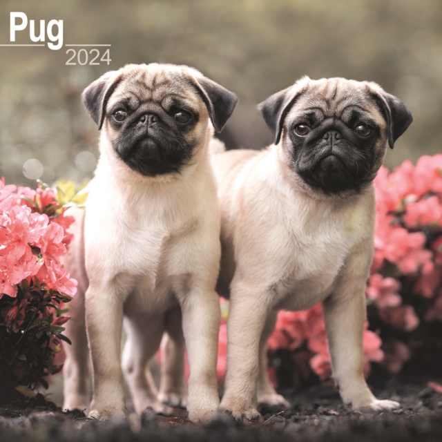 Pug Calendar 2024  Square Dog Breed Wall Calendar - 16 Month