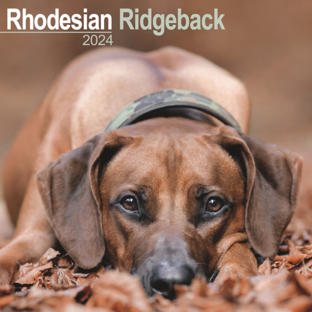 Rhodesian Ridgeback Calendar 2024  Square Dog Breed Wall Calendar - 16 Month