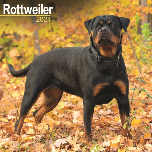 Rottweiler Calendar 2024  Square Dog Breed Wall Calendar - 16 Month