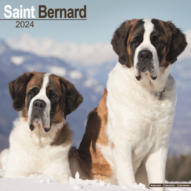 Saint Bernard Calendar 2024  Square Dog Breed Wall Calendar - 16 Month