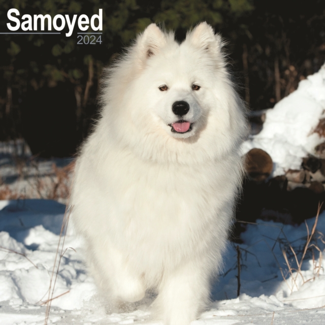 Samoyed Calendar 2024  Square Dog Breed Wall Calendar - 16 Month