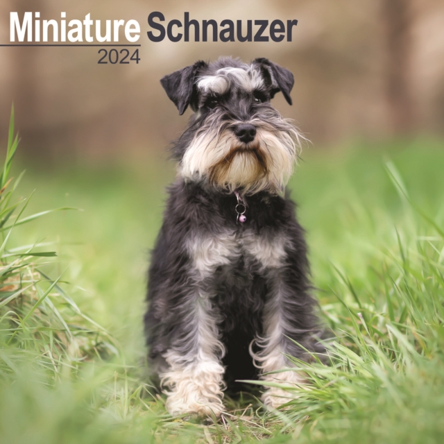 Schnauzer Miniature  Calendar 2024  Square Dog Breed Wall Calendar - 16 Month