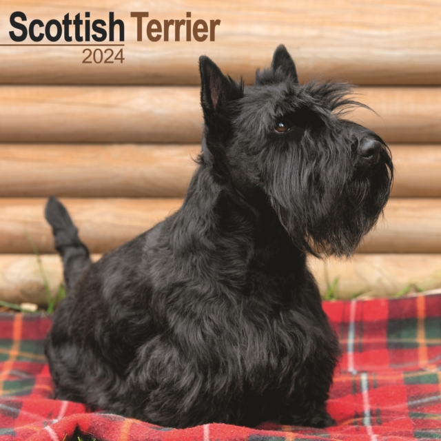 Scottish Terrier Calendar 2024  Square Dog Breed Wall Calendar - 16 Month