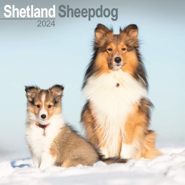 Shetland Sheepdog Calendar 2024  Square Dog Breed Wall Calendar - 16 Month