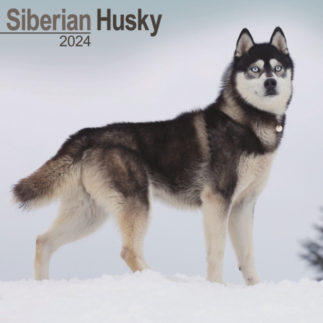 Siberian Husky Calendar 2024  Square Dog Breed Wall Calendar - 16 Month