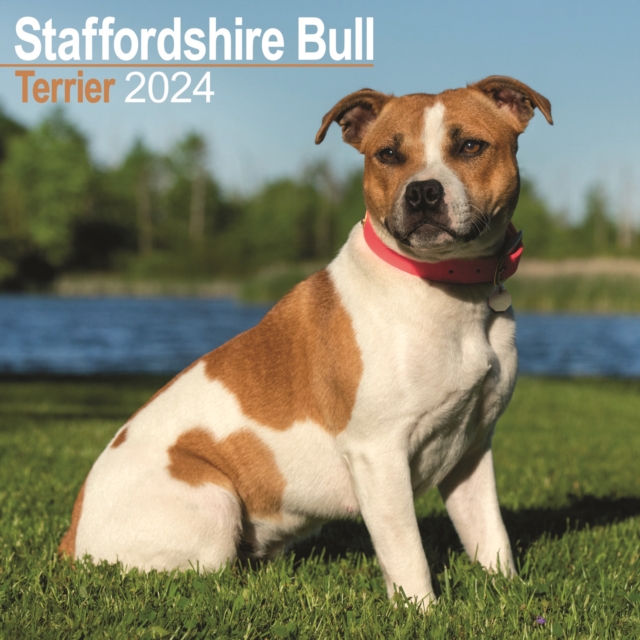 Staffordshire Bull Terrier Calendar 2024  Square Dog Breed Wall Calendar - 16 Month