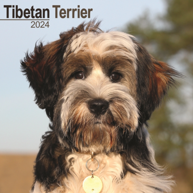 Tibetan Terrier Calendar 2024  Square Dog Breed Wall Calendar - 16 Month