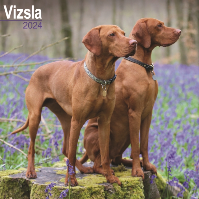 Vizsla Calendar 2024  Square Dog Breed Wall Calendar - 16 Month