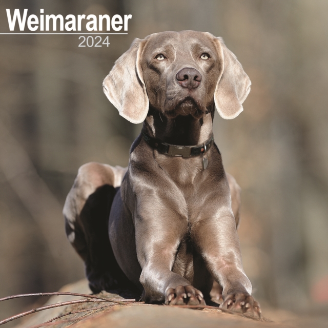 Weimaraner Calendar 2024  Square Dog Breed Wall Calendar - 16 Month